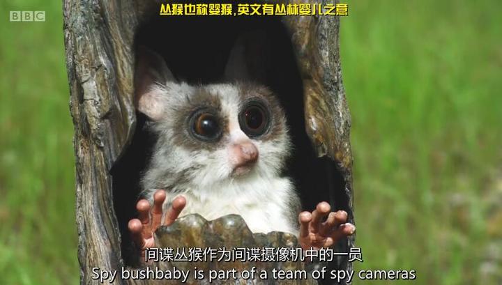 高密度口碑新片